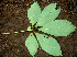  ( - BioBot00627)  @11 [ ] CreativeCommons - Attribution Non-Commercial Share-Alike (2010) Daniel H. Janzen Guanacaste Dry Forest Conservation Fund