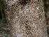 (Cassia grandis - BioBot00631)  @11 [ ] CreativeCommons - Attribution Non-Commercial Share-Alike (2010) Daniel H. Janzen Guanacaste Dry Forest Conservation Fund