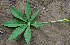  ( - BioBot00634)  @11 [ ] CreativeCommons - Attribution Non-Commercial Share-Alike (2010) Daniel H. Janzen Guanacaste Dry Forest Conservation Fund