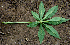 ( - BioBot00634)  @11 [ ] CreativeCommons - Attribution Non-Commercial Share-Alike (2010) Daniel H. Janzen Guanacaste Dry Forest Conservation Fund