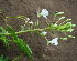  ( - BioBot00635)  @11 [ ] CreativeCommons - Attribution Non-Commercial Share-Alike (2010) Daniel H. Janzen Guanacaste Dry Forest Conservation Fund