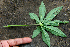  ( - BioBot00635)  @11 [ ] CreativeCommons - Attribution Non-Commercial Share-Alike (2010) Daniel H. Janzen Guanacaste Dry Forest Conservation Fund