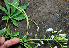  ( - BioBot00635)  @11 [ ] CreativeCommons - Attribution Non-Commercial Share-Alike (2010) Daniel H. Janzen Guanacaste Dry Forest Conservation Fund