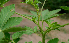  ( - BioBot00636)  @11 [ ] CreativeCommons - Attribution Non-Commercial Share-Alike (2010) Daniel H. Janzen Guanacaste Dry Forest Conservation Fund