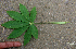  ( - BioBot00636)  @11 [ ] CreativeCommons - Attribution Non-Commercial Share-Alike (2010) Daniel H. Janzen Guanacaste Dry Forest Conservation Fund