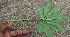 ( - BioBot00636)  @11 [ ] CreativeCommons - Attribution Non-Commercial Share-Alike (2010) Daniel H. Janzen Guanacaste Dry Forest Conservation Fund