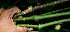  ( - BioBot00649)  @11 [ ] CreativeCommons - Attribution Non-Commercial Share-Alike (2010) Daniel H. Janzen Guanacaste Dry Forest Conservation Fund