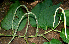  ( - BioBot00649)  @11 [ ] CreativeCommons - Attribution Non-Commercial Share-Alike (2010) Daniel H. Janzen Guanacaste Dry Forest Conservation Fund