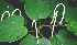  (Piper marginatum - BioBot00650)  @11 [ ] CreativeCommons - Attribution Non-Commercial Share-Alike (2010) Daniel H. Janzen Guanacaste Dry Forest Conservation Fund