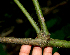  ( - BioBot00650)  @11 [ ] CreativeCommons - Attribution Non-Commercial Share-Alike (2010) Daniel H. Janzen Guanacaste Dry Forest Conservation Fund