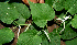  ( - BioBot00650)  @11 [ ] CreativeCommons - Attribution Non-Commercial Share-Alike (2010) Daniel H. Janzen Guanacaste Dry Forest Conservation Fund