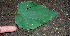  ( - BioBot00650)  @11 [ ] CreativeCommons - Attribution Non-Commercial Share-Alike (2010) Daniel H. Janzen Guanacaste Dry Forest Conservation Fund