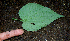  ( - BioBot00650)  @11 [ ] CreativeCommons - Attribution Non-Commercial Share-Alike (2010) Daniel H. Janzen Guanacaste Dry Forest Conservation Fund