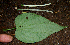  ( - BioBot00650)  @11 [ ] CreativeCommons - Attribution Non-Commercial Share-Alike (2010) Daniel H. Janzen Guanacaste Dry Forest Conservation Fund