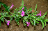  ( - BioBot00654)  @11 [ ] CreativeCommons - Attribution Non-Commercial Share-Alike (2010) Daniel H. Janzen Guanacaste Dry Forest Conservation Fund