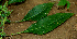  ( - BioBot00654)  @11 [ ] CreativeCommons - Attribution Non-Commercial Share-Alike (2010) Daniel H. Janzen Guanacaste Dry Forest Conservation Fund