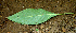  ( - BioBot00654)  @11 [ ] CreativeCommons - Attribution Non-Commercial Share-Alike (2010) Daniel H. Janzen Guanacaste Dry Forest Conservation Fund