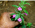  (Ruellia inundata - BioBot00654)  @13 [ ] CreativeCommons - Attribution Non-Commercial Share-Alike (2010) Daniel H. Janzen Guanacaste Dry Forest Conservation Fund