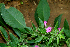  ( - BioBot00654)  @12 [ ] CreativeCommons - Attribution Non-Commercial Share-Alike (2010) Daniel H. Janzen Guanacaste Dry Forest Conservation Fund