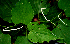  ( - BioBot00656)  @11 [ ] CreativeCommons - Attribution Non-Commercial Share-Alike (2010) Daniel H. Janzen Guanacaste Dry Forest Conservation Fund