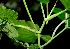  ( - BioBot00656)  @11 [ ] CreativeCommons - Attribution Non-Commercial Share-Alike (2010) Daniel H. Janzen Guanacaste Dry Forest Conservation Fund