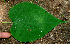  ( - BioBot00656)  @11 [ ] CreativeCommons - Attribution Non-Commercial Share-Alike (2010) Daniel H. Janzen Guanacaste Dry Forest Conservation Fund