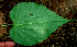  ( - BioBot00656)  @11 [ ] CreativeCommons - Attribution Non-Commercial Share-Alike (2010) Daniel H. Janzen Guanacaste Dry Forest Conservation Fund