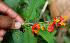  ( - BioBot00657)  @11 [ ] CreativeCommons - Attribution Non-Commercial Share-Alike (2010) Daniel H. Janzen Guanacaste Dry Forest Conservation Fund