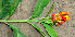  ( - BioBot00657)  @11 [ ] CreativeCommons - Attribution Non-Commercial Share-Alike (2010) Daniel H. Janzen Guanacaste Dry Forest Conservation Fund
