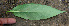  ( - BioBot00657)  @11 [ ] CreativeCommons - Attribution Non-Commercial Share-Alike (2010) Daniel H. Janzen Guanacaste Dry Forest Conservation Fund