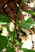  ( - BioBot00658)  @11 [ ] CreativeCommons - Attribution Non-Commercial Share-Alike (2010) Daniel H. Janzen Guanacaste Dry Forest Conservation Fund