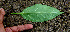  ( - BioBot00658)  @11 [ ] CreativeCommons - Attribution Non-Commercial Share-Alike (2010) Daniel H. Janzen Guanacaste Dry Forest Conservation Fund