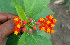  ( - BioBot00658)  @11 [ ] CreativeCommons - Attribution Non-Commercial Share-Alike (2010) Daniel H. Janzen Guanacaste Dry Forest Conservation Fund