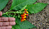  ( - BioBot00658)  @11 [ ] CreativeCommons - Attribution Non-Commercial Share-Alike (2010) Daniel H. Janzen Guanacaste Dry Forest Conservation Fund