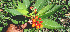  ( - BioBot00659)  @11 [ ] CreativeCommons - Attribution Non-Commercial Share-Alike (2010) Daniel H. Janzen Guanacaste Dry Forest Conservation Fund