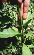  ( - BioBot00659)  @11 [ ] CreativeCommons - Attribution Non-Commercial Share-Alike (2010) Daniel H. Janzen Guanacaste Dry Forest Conservation Fund