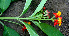  ( - BioBot00659)  @11 [ ] CreativeCommons - Attribution Non-Commercial Share-Alike (2010) Daniel H. Janzen Guanacaste Dry Forest Conservation Fund