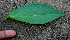  ( - BioBot00659)  @11 [ ] CreativeCommons - Attribution Non-Commercial Share-Alike (2010) Daniel H. Janzen Guanacaste Dry Forest Conservation Fund