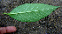  (Asclepias curassavica - BioBot00659)  @13 [ ] CreativeCommons - Attribution Non-Commercial Share-Alike (2010) Daniel H. Janzen Guanacaste Dry Forest Conservation Fund