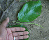  ( - BioBot00672)  @11 [ ] CreativeCommons - Attribution Non-Commercial Share-Alike (2010) Daniel H. Janzen Guanacaste Dry Forest Conservation Fund