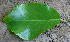  ( - BioBot00672)  @11 [ ] CreativeCommons - Attribution Non-Commercial Share-Alike (2010) Daniel H. Janzen Guanacaste Dry Forest Conservation Fund
