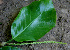  ( - BioBot00672)  @11 [ ] CreativeCommons - Attribution Non-Commercial Share-Alike (2010) Daniel H. Janzen Guanacaste Dry Forest Conservation Fund