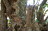  ( - BioBot00672)  @11 [ ] CreativeCommons - Attribution Non-Commercial Share-Alike (2010) Daniel H. Janzen Guanacaste Dry Forest Conservation Fund