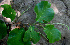  ( - BioBot00673)  @11 [ ] CreativeCommons - Attribution Non-Commercial Share-Alike (2010) Daniel H. Janzen Guanacaste Dry Forest Conservation Fund
