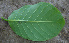  ( - BioBot00673)  @11 [ ] CreativeCommons - Attribution Non-Commercial Share-Alike (2010) Daniel H. Janzen Guanacaste Dry Forest Conservation Fund