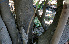  ( - BioBot00674)  @11 [ ] CreativeCommons - Attribution Non-Commercial Share-Alike (2010) Daniel H. Janzen Guanacaste Dry Forest Conservation Fund