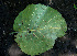  (Coccoloba caracasana - BioBot00674)  @11 [ ] CreativeCommons - Attribution Non-Commercial Share-Alike (2010) Daniel H. Janzen Guanacaste Dry Forest Conservation Fund
