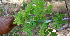  ( - BioBot00676)  @11 [ ] CreativeCommons - Attribution Non-Commercial Share-Alike (2010) Daniel H. Janzen Guanacaste Dry Forest Conservation Fund