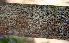  ( - BioBot00676)  @11 [ ] CreativeCommons - Attribution Non-Commercial Share-Alike (2010) Daniel H. Janzen Guanacaste Dry Forest Conservation Fund