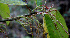  ( - BioBot00678)  @11 [ ] CreativeCommons - Attribution Non-Commercial Share-Alike (2010) Daniel H. Janzen Guanacaste Dry Forest Conservation Fund